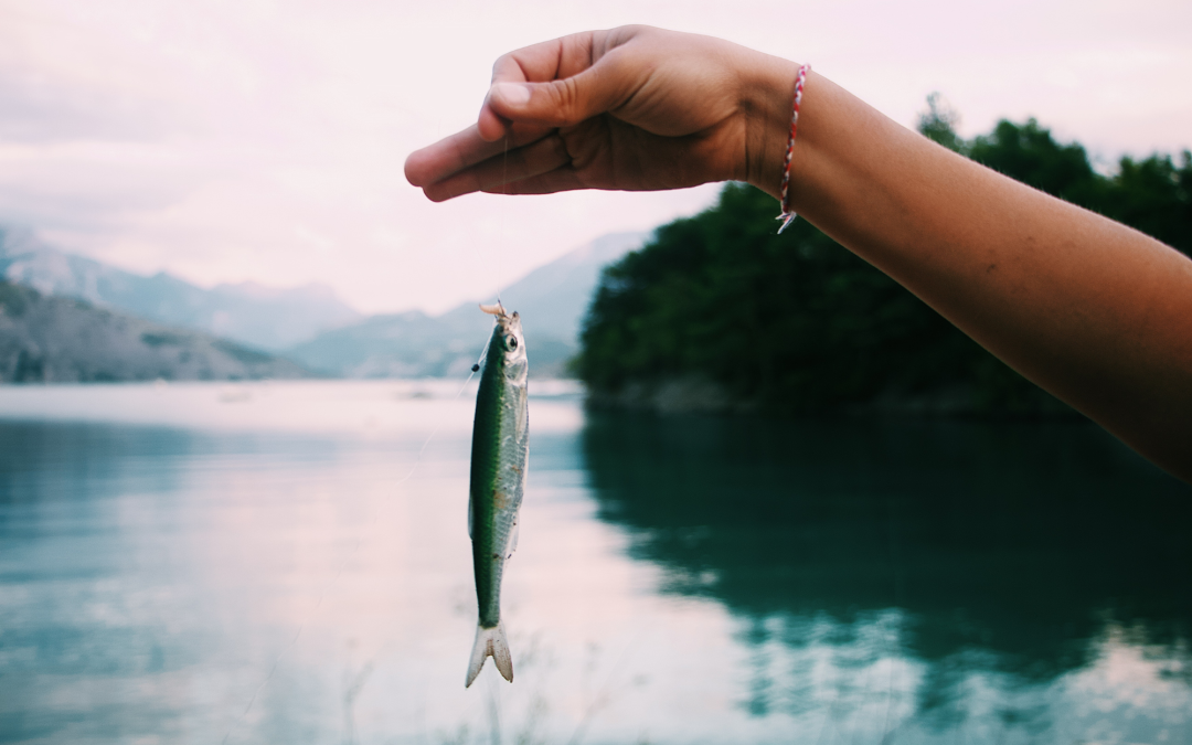 Locating Fish: Tips and Techniques for a Successful Fishing Trip