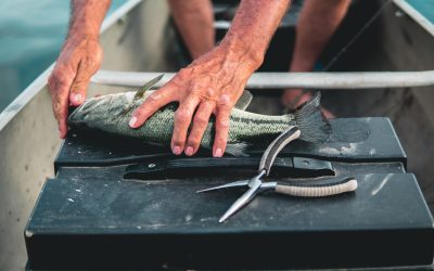 From the Hook to the Plate: A Guide to Preparing and Cooking Freshly Caught Fish