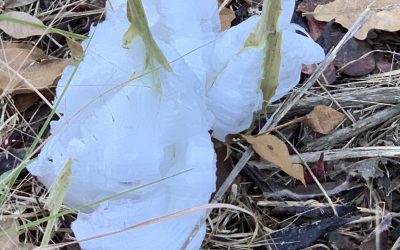 FROST FLOWERS